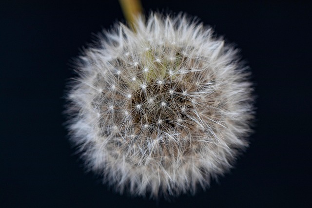 Free Dandelion Dandelion Seeds photo and picture