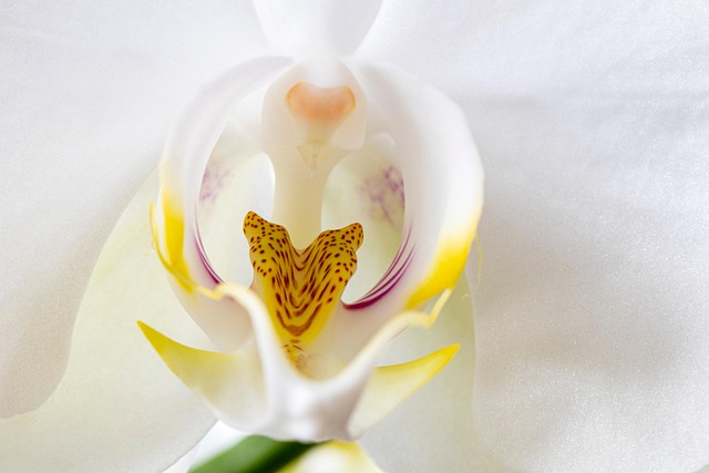 Free Orchid Flower photo and picture