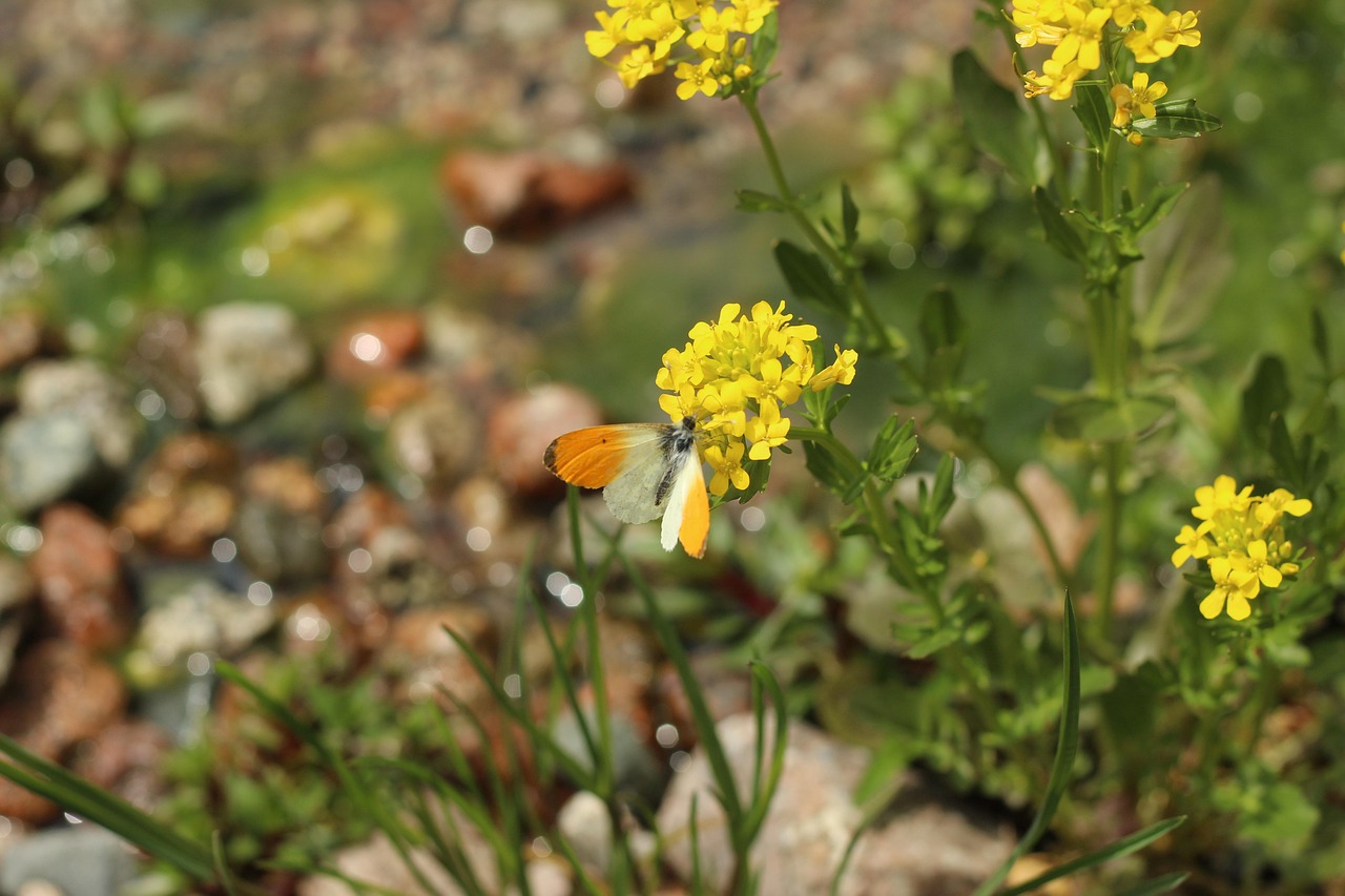 https://cdn.pixabay.com/photo/2022/05/17/14/07/orange-tip-7202784_1280.jpg
