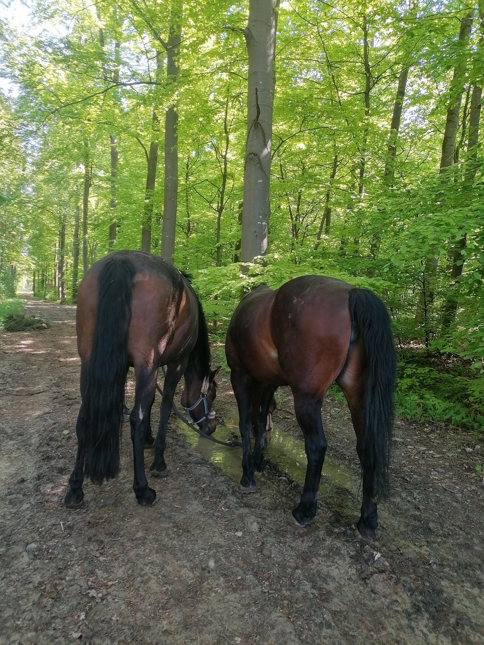 Horses Walk Free photo on Pixabay Pixabay