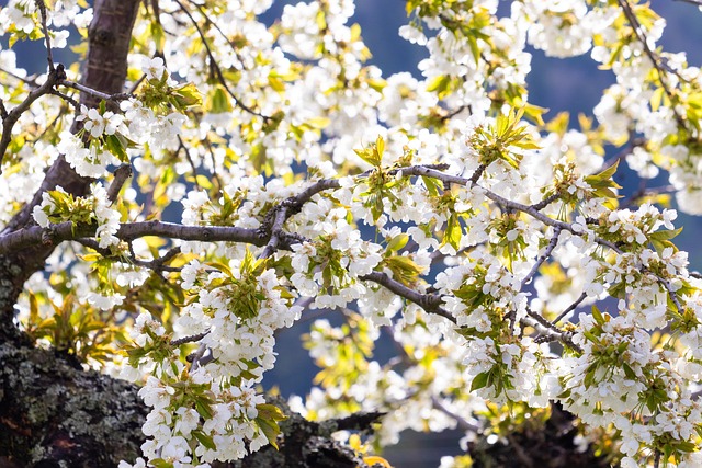 Fleurs Arbre De La Cerise - Photo gratuite sur Pixabay - Pixabay