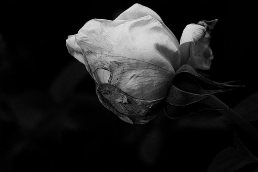 Blume, Blumen Hintergrund, Pflanze