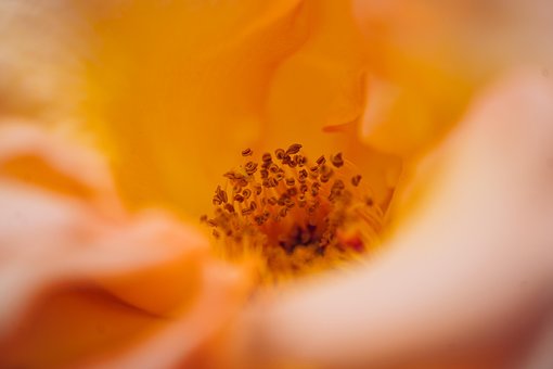 Blume, Schöne Blumen, Blüte