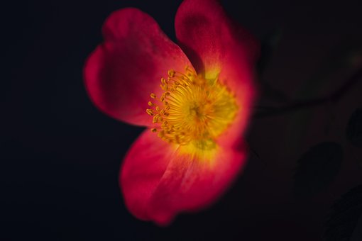 Blume, Blüte, Blumentapete, Pflanze