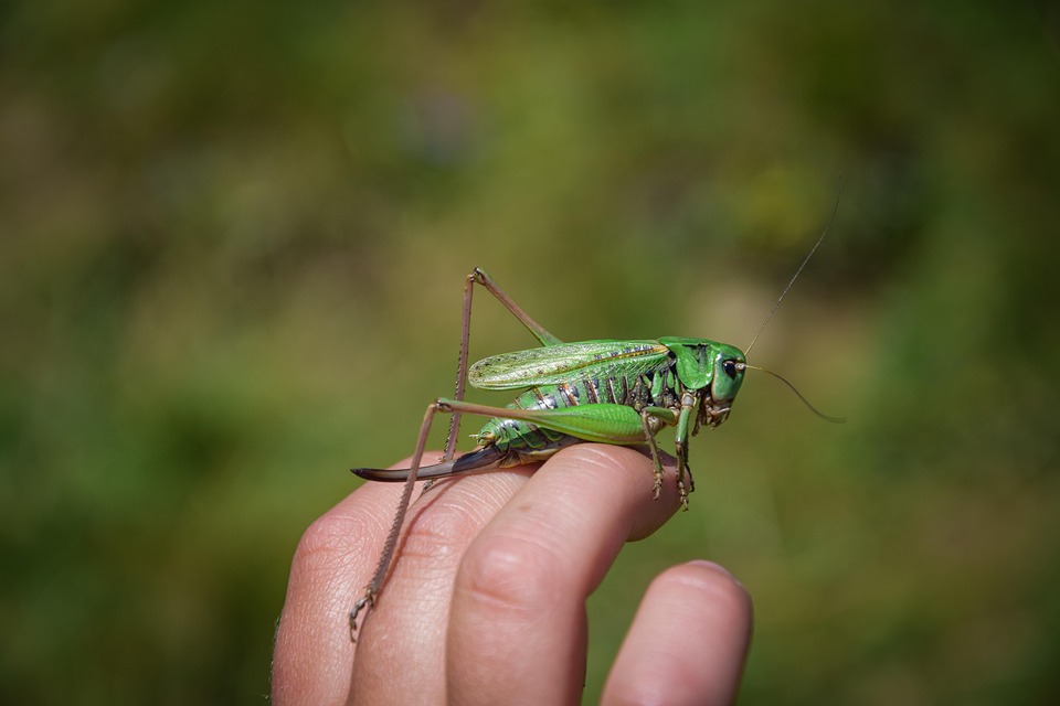 Tittar Insect Vårtbitare Insekt Hand - Gratis foto på Pixabay
