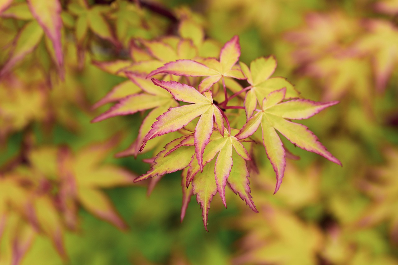 Japanese Maple Leaves - Free photo on Pixabay - Pixabay