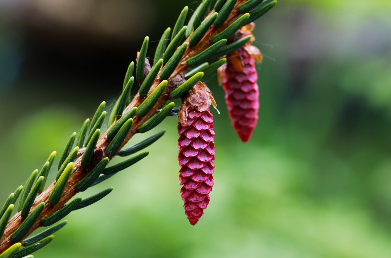 https://cdn.pixabay.com/photo/2022/05/17/15/49/spruce-7203040_1280.jpg