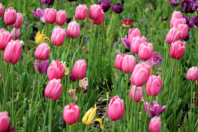 Tulipány, Kvety, Jar, Kvet, Príroda