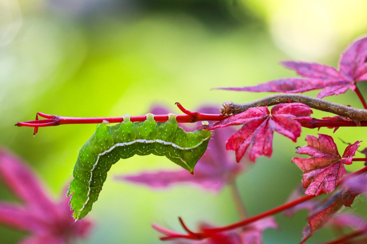 https://cdn.pixabay.com/photo/2022/05/17/15/50/caterpillar-7203052_1280.jpg
