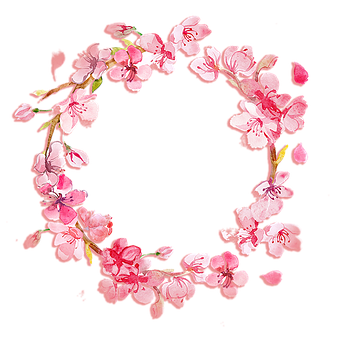Pfirsichblüte, Kirschblüte, Pinke Blumen