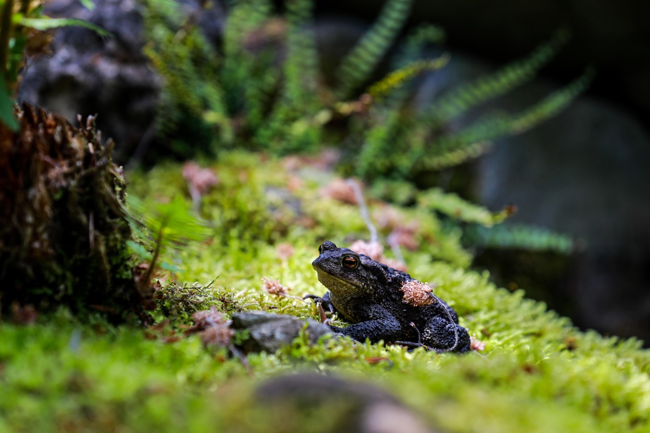 Frog - free online jigsaw puzzle photo