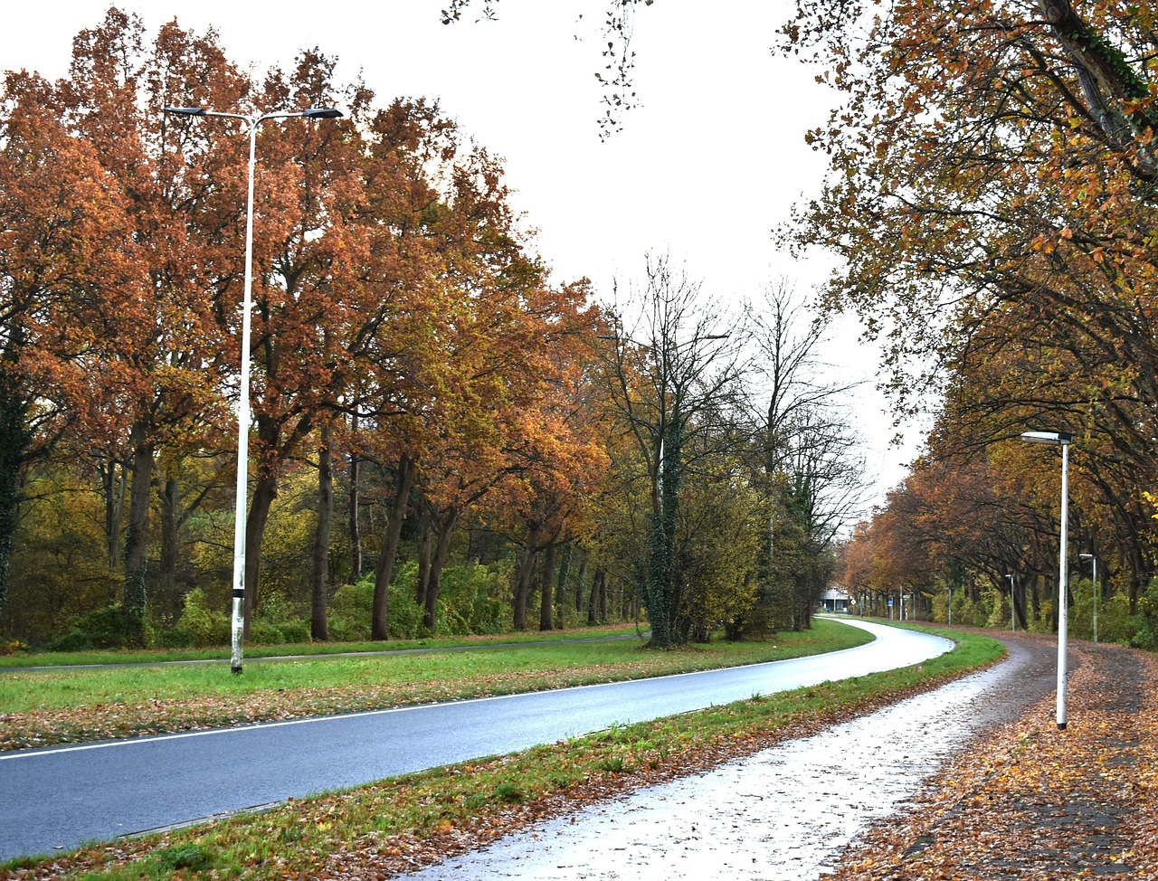 Herfst, Bomen, Weg, Eikenbomen