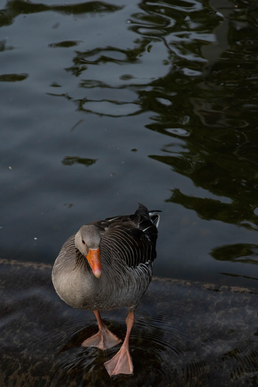 Angsa Greylag Taman - Foto gratis di Pixabay - Pixabay