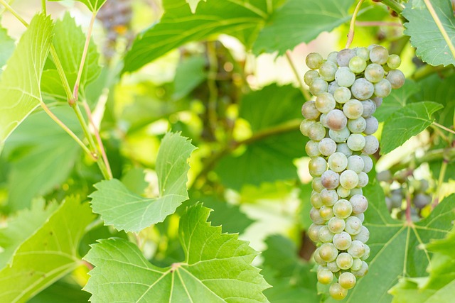 Free Branch Seedless photo and picture