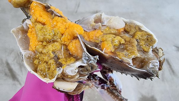 Free Blue Crab Seafood photo and picture