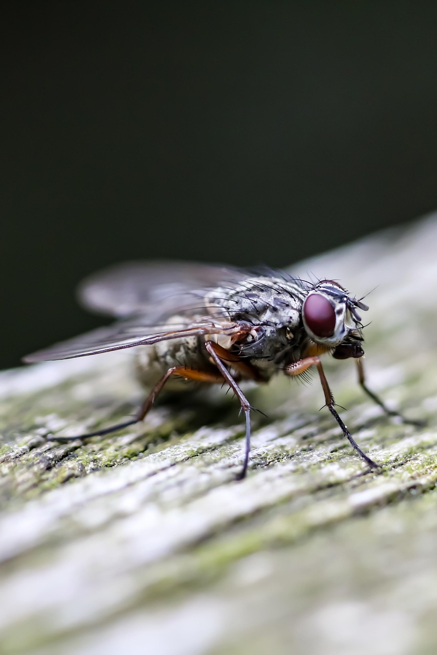 Fly Insect Imagine Fly Insect Entomology - Free photo on Pixabay