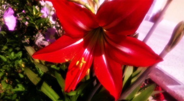 Free Red Flower photo and picture