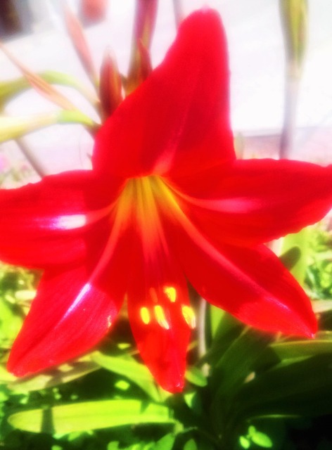 Free Red Flower Flower photo and picture