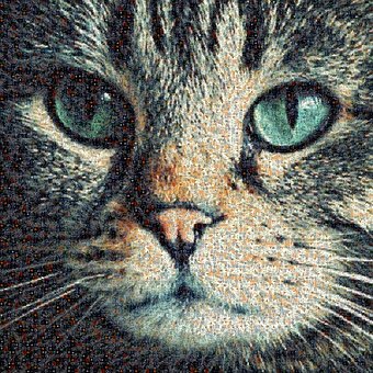 Free Cats Feline photo and picture