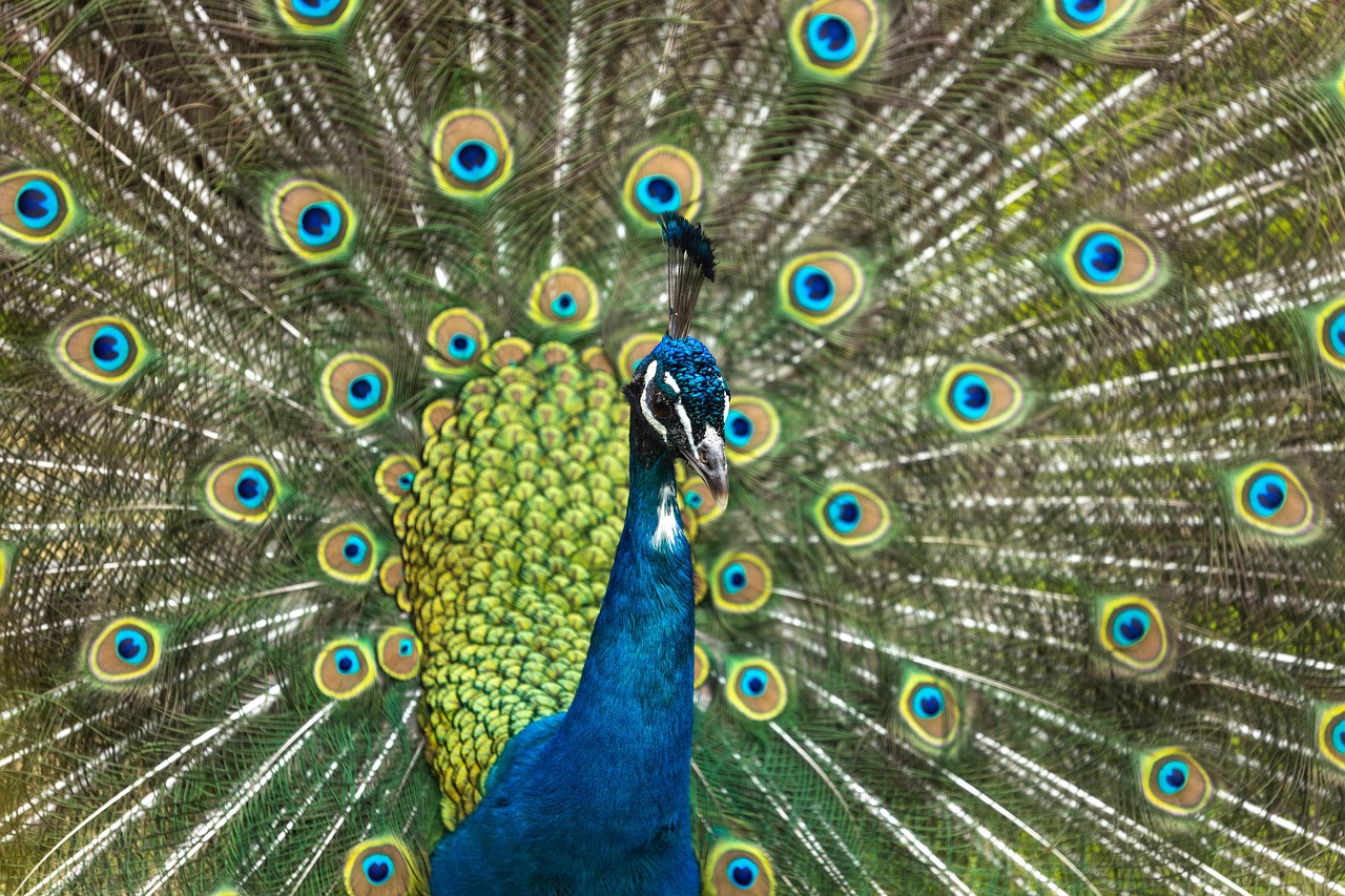 Peacock - free online jigsaw puzzle photo