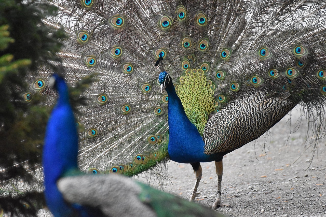 Paons Des Oiseaux Animaux - Photo gratuite sur Pixabay - Pixabay