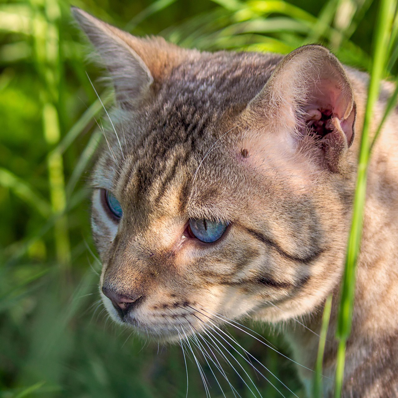 Cat Nature Gazon - Photo gratuite sur Pixabay - Pixabay