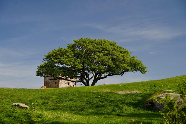 Free Tree Ruins photo and picture