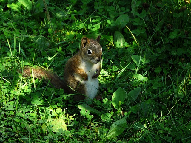 Free Squirrel Rodent photo and picture