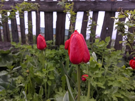 Free Tulips Flowers photo and picture
