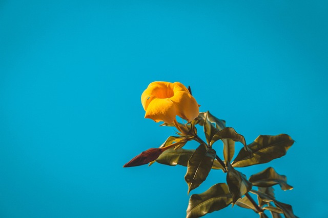Blume, Blumen Hintergrund, Gelbe Blume