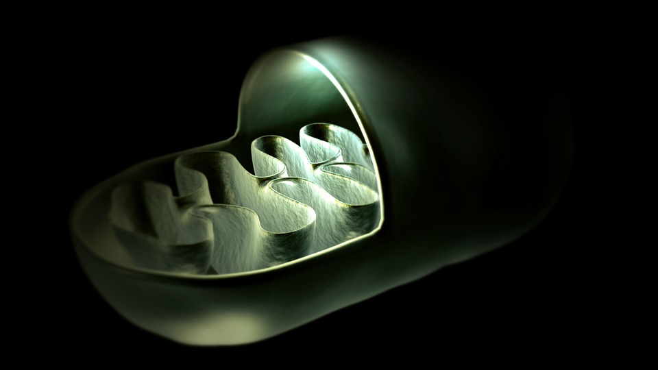 In Liver Cells The Inner Mitochondrial Membranes