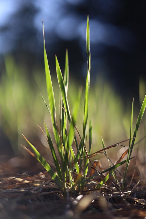 Canon EOS RP Sample Image