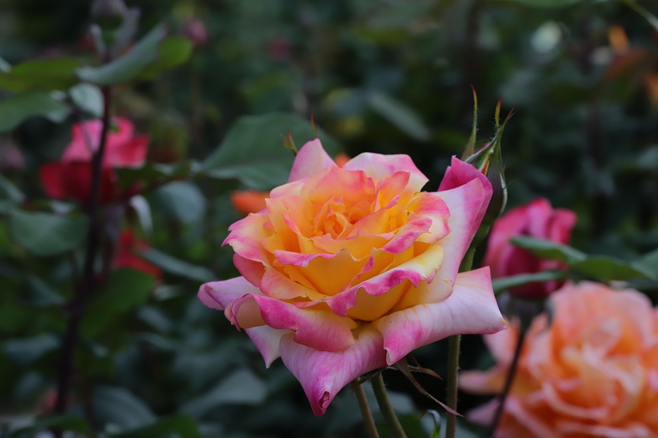 Floral Roses Spring Rose Flower Spring - Free photo on Pixabay