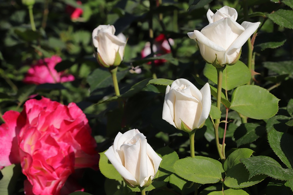 Rose Fleurs Le Printemps - Photo gratuite sur Pixabay - Pixabay