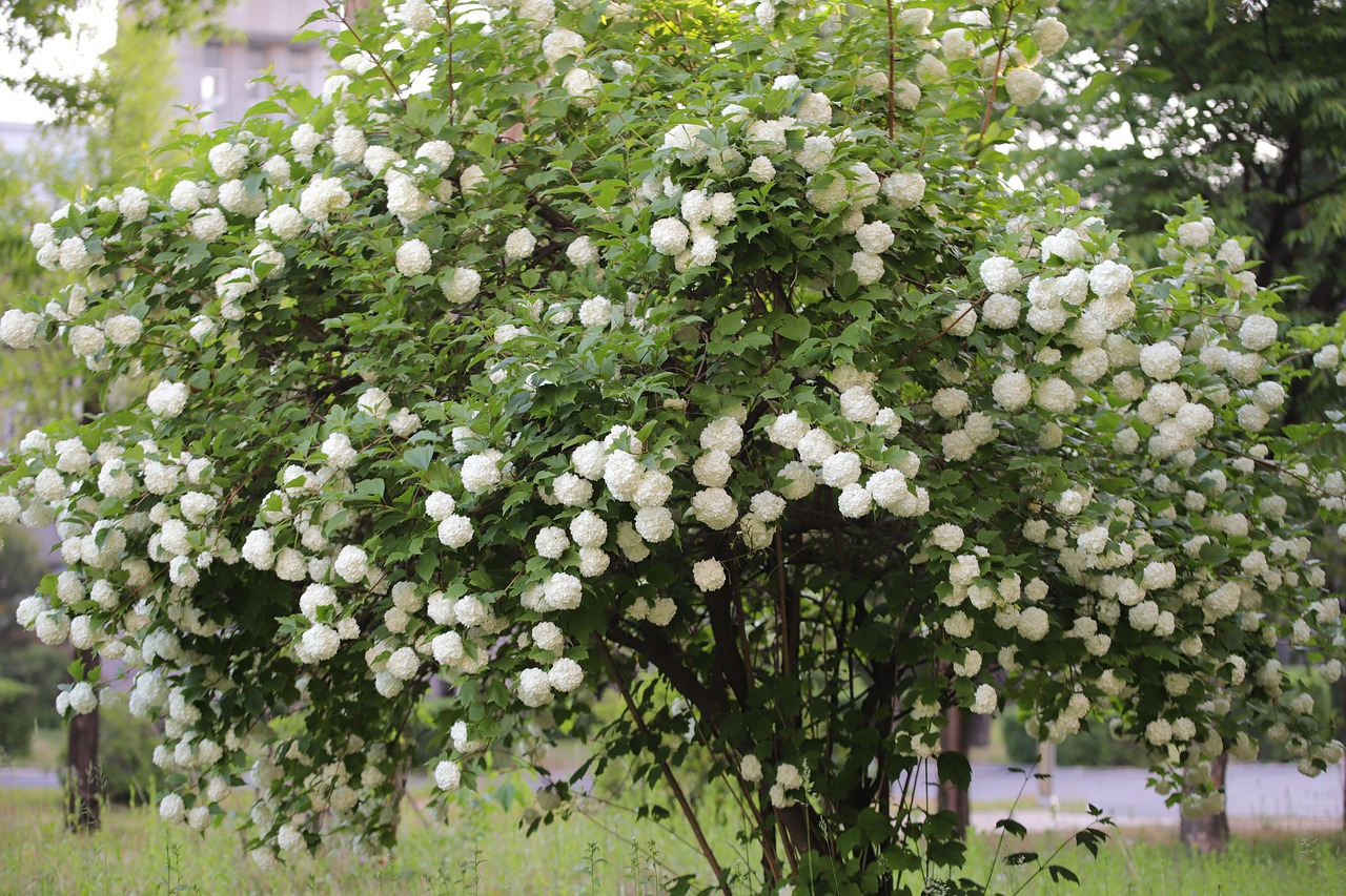 Hydrangea Flowers Spring - Free photo on Pixabay - Pixabay