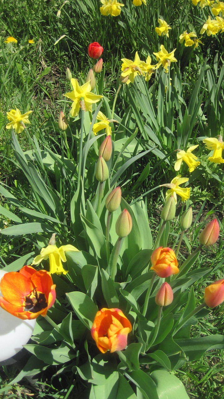Tulips Daffodils Buds Free photo on Pixabay Pixabay
