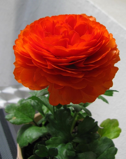 Ranunculus, Kvetina, Jar, Záhrada