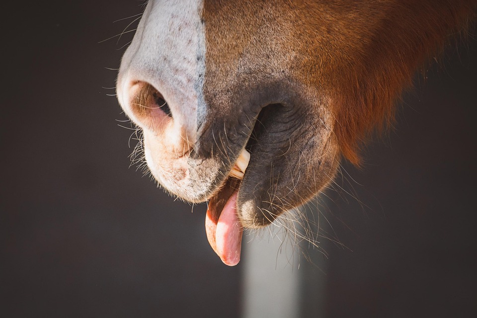 Cheval Langue Poney Photo gratuite sur Pixabay Pixabay