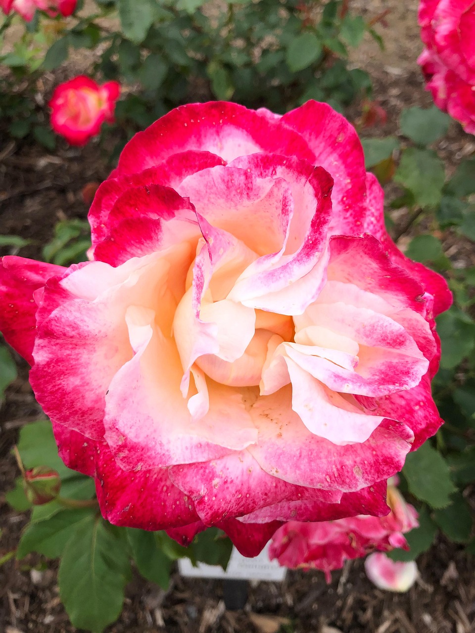 Pink Rotted Roses Rose Rot - Kostenloses Foto auf Pixabay - Pixabay