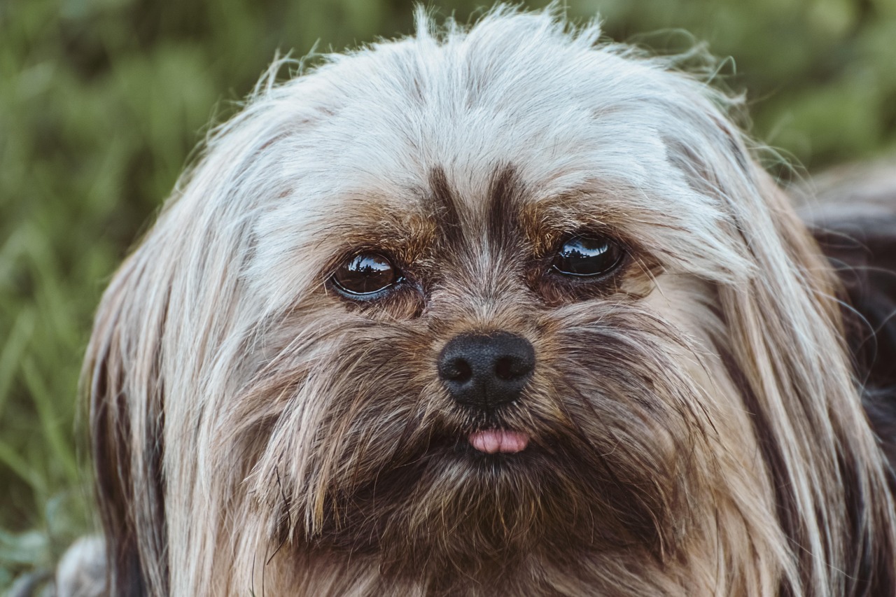 Dog - free online jigsaw puzzle photo