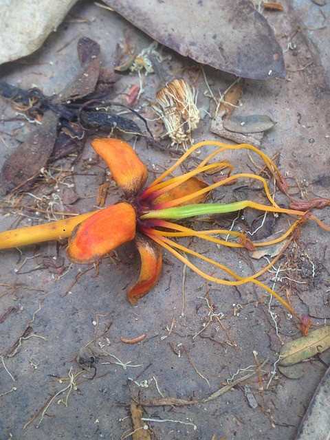 Blume, Wald, Vietnam