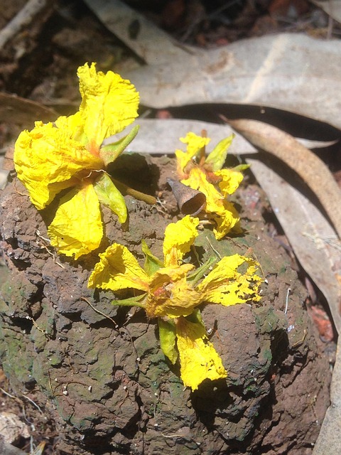Blume, Hübsch, Wald, Sonnig, Hanoi