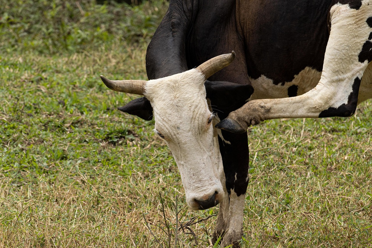 Photo Sapi Sapi Ternak Tanah Pertanian - Foto gratis di Pixabay - Pixabay