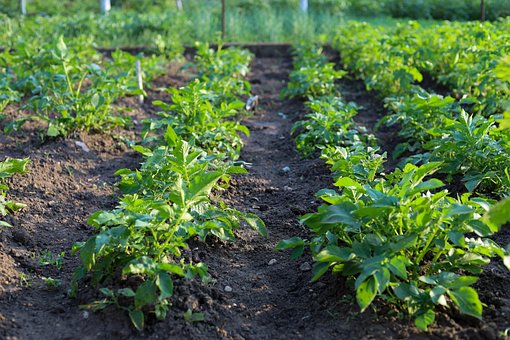 Free Tomatoes Vegetables photo and picture