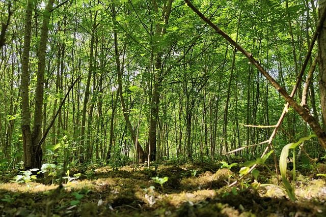 Arvores, Natureza, Floresta, Bebida
