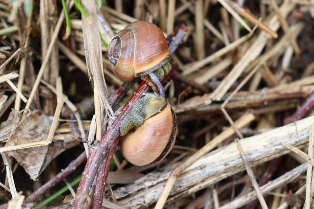 Siput Kerang Merah - Foto gratis di Pixabay - Pixabay