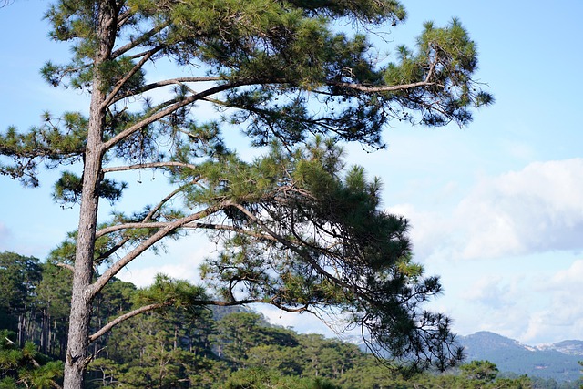 Free Vietnam Dalat photo and picture