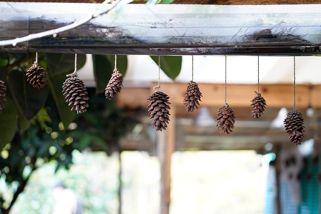 Free Pine Cones Decorative photo and picture