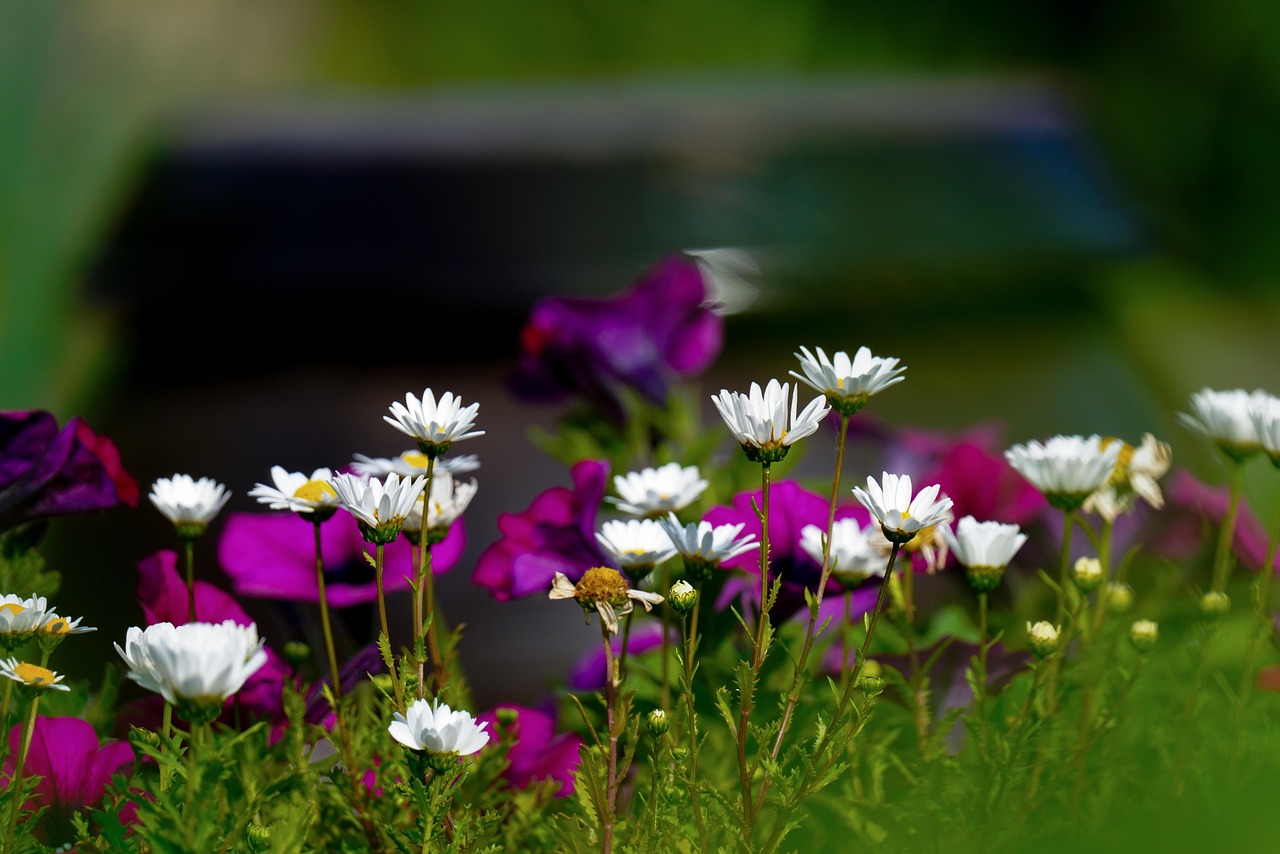https://cdn.pixabay.com/photo/2022/05/18/19/39/flower-7206030_1280.jpg