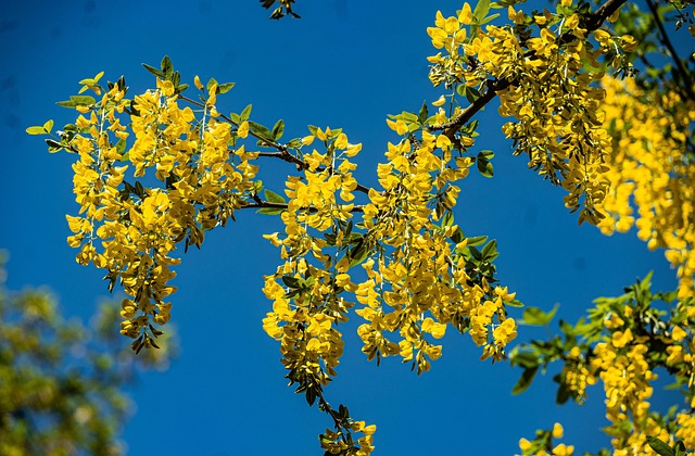 Golden Chain Tree Laburnum - Free photo on Pixabay - Pixabay